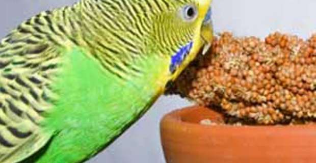 Hrana za ptice